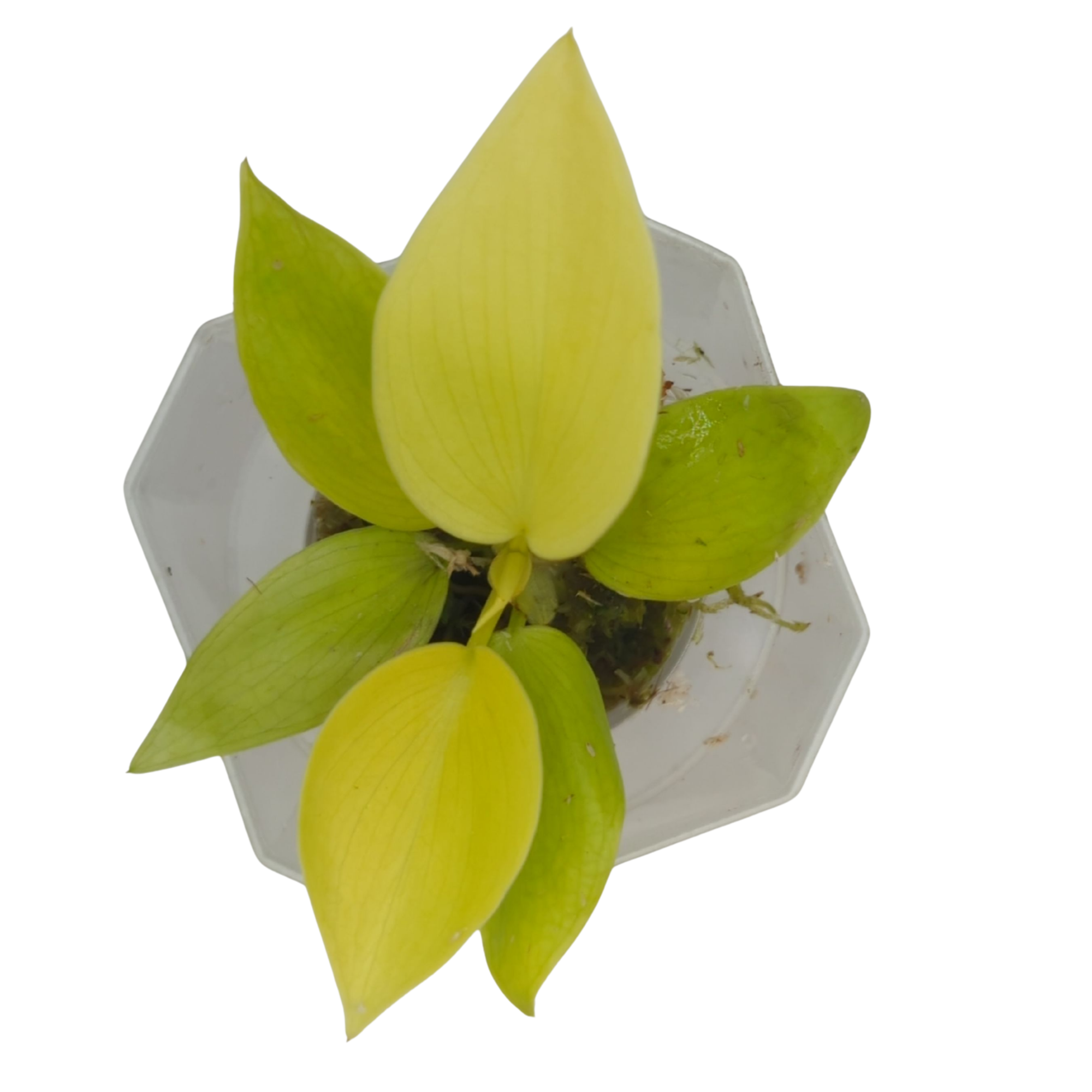 Baby Philodendron hederaceum Lemon Lime + selbstbewässernder Übertopf